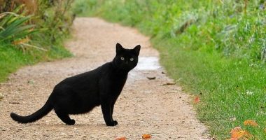 Pse macet e zeza konsiderohen “simbol i fatkeqësisë”?!