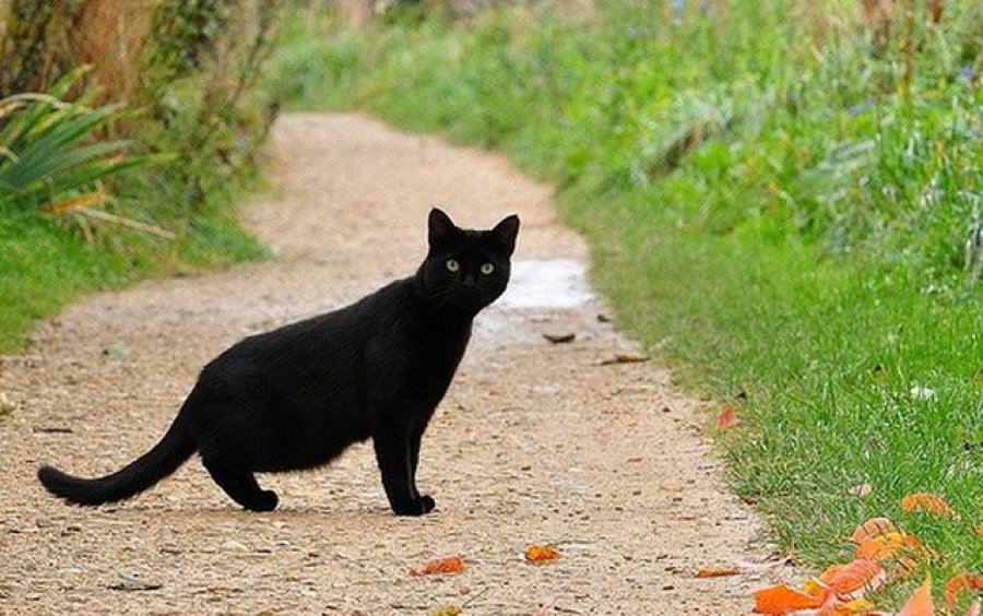 Pse macet e zeza konsiderohen “simbol i fatkeqësisë”?!