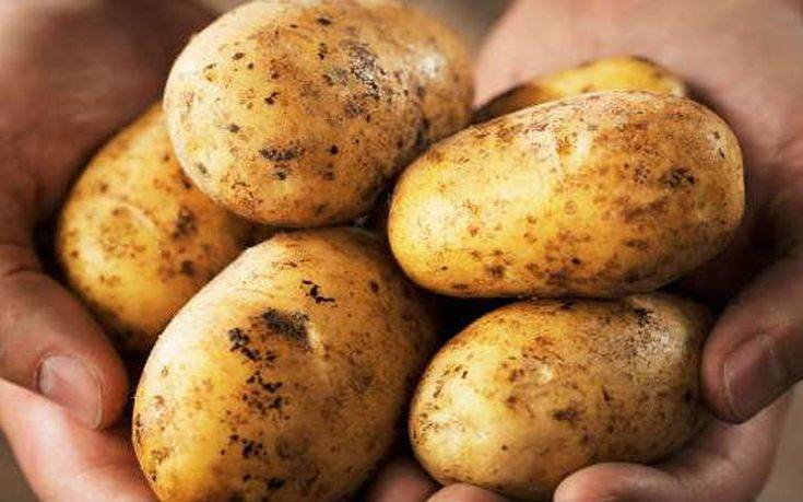 Si t’i ruajmë patatet kur kanë kohë të gjatë pa u gatuar