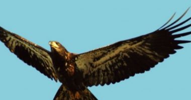 Nuk do e besoni! Mësoni se çfarë bën skifteri kur shkon 40-vjeç