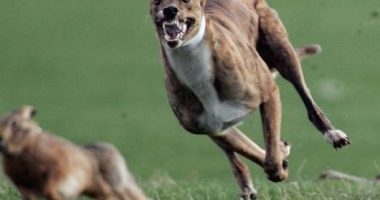 Ëndrrat më të zakonshme dhe kuptimet e tyre