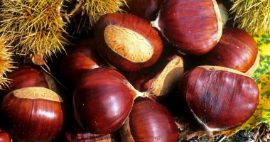 Gështenja është më e shëndetshme nga sa e mendoni, 4 arsyet pse ju duhet ta konsumoni