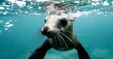 VIDEO/Momente tmerri, një fokë sulmon një fëmijë në plazh