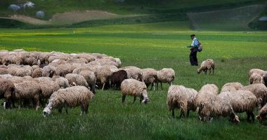 Murtaja e bagëtive nuk prek njerëzit/ Specialistët: Përhapet shpejt tek të imtat dhe shfarosen