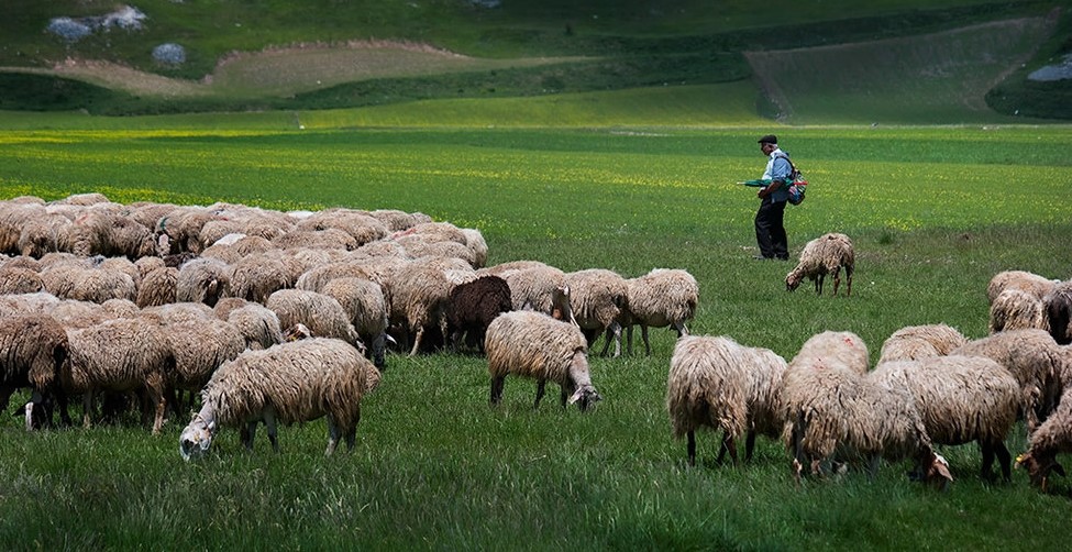 Rënia e popullsisë dhe bagëtive, ulen importet e drithërave me 26% me 2022