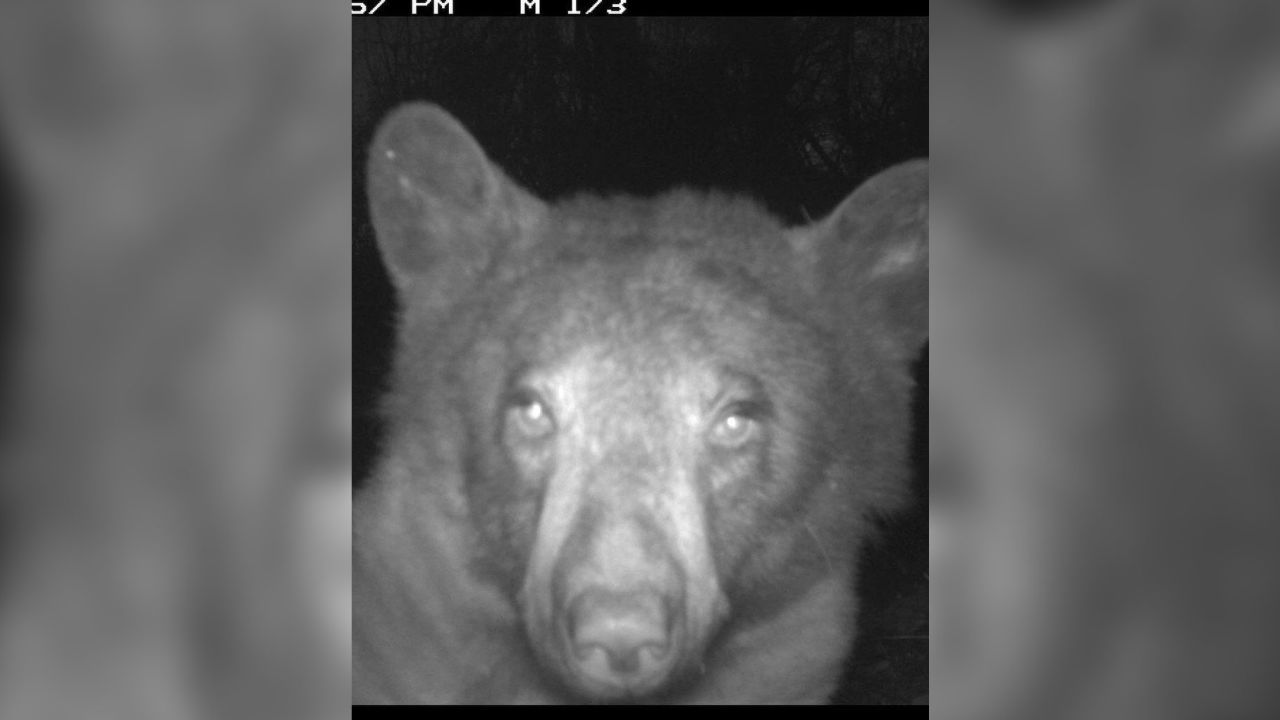 Ariu “afeksionohet” pas fotove, bën 400 selfie në një kamerë për kafshët e egra