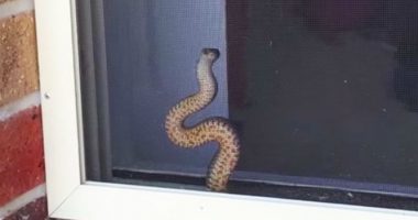 Legjenda mbi “gjarprin e shtëpisë”, pse nuk guxojnë t’i vrasin