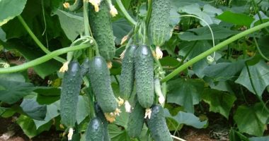 Dimri i ngrohtë ka favorizuar prodhimet e serrave, eksporti i kastravecëve nuk është ndalur