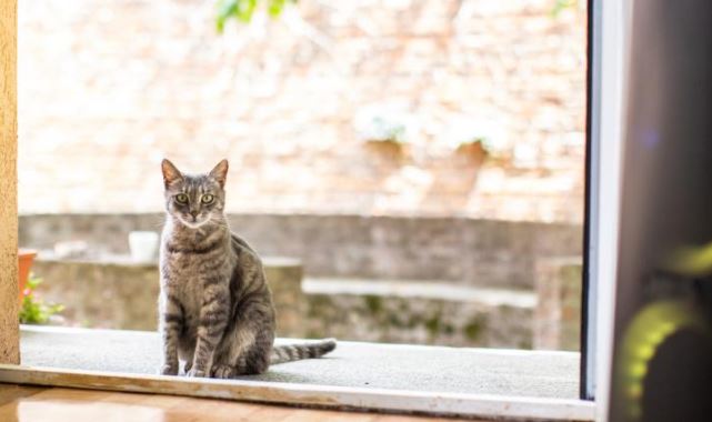 Nëse macja e dikujt tjetër vjen te dera juaj ka një arsye, zbuloni çfarë mund të ndodhë me ju