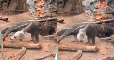 Kjo kafshë ka një apo dy koka? Pamjet e një milingon ngrënësi konfuzuan rrjetin