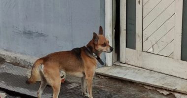 Si në filmin e famshëm, qeni pret jashtë derës së shtëpisë për pronarin e vdekur