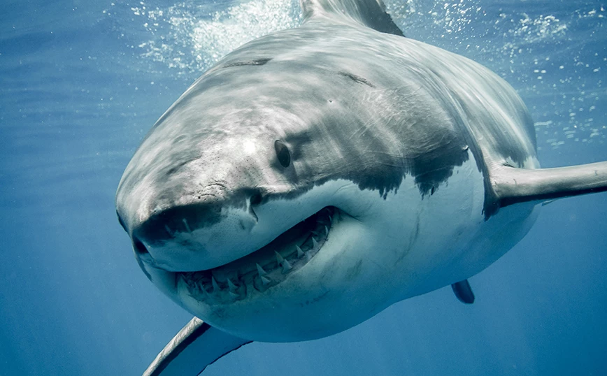 Tragjike në Meksikë, peshkaqeni sulmon një zhytës, nuk arriti të mbijetojë
