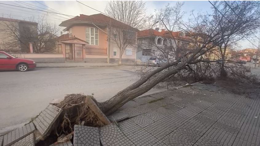 Moti i keq/ Disa zona në Korçë pa energji, era e fortë ‘shkul’ pemët