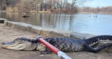 Kapet një aligator gjigand në parkun e New York
