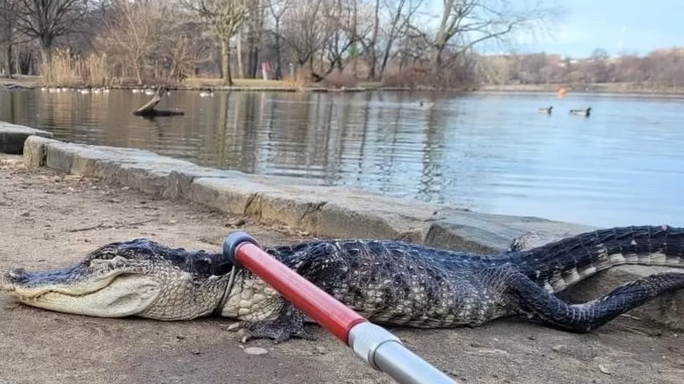 Kapet një aligator gjigand në parkun e New York