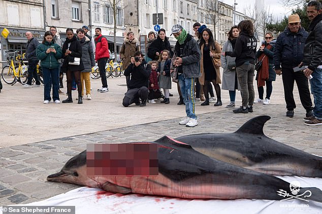 Francë, mesazhe homofobike në trupat e delfinëve