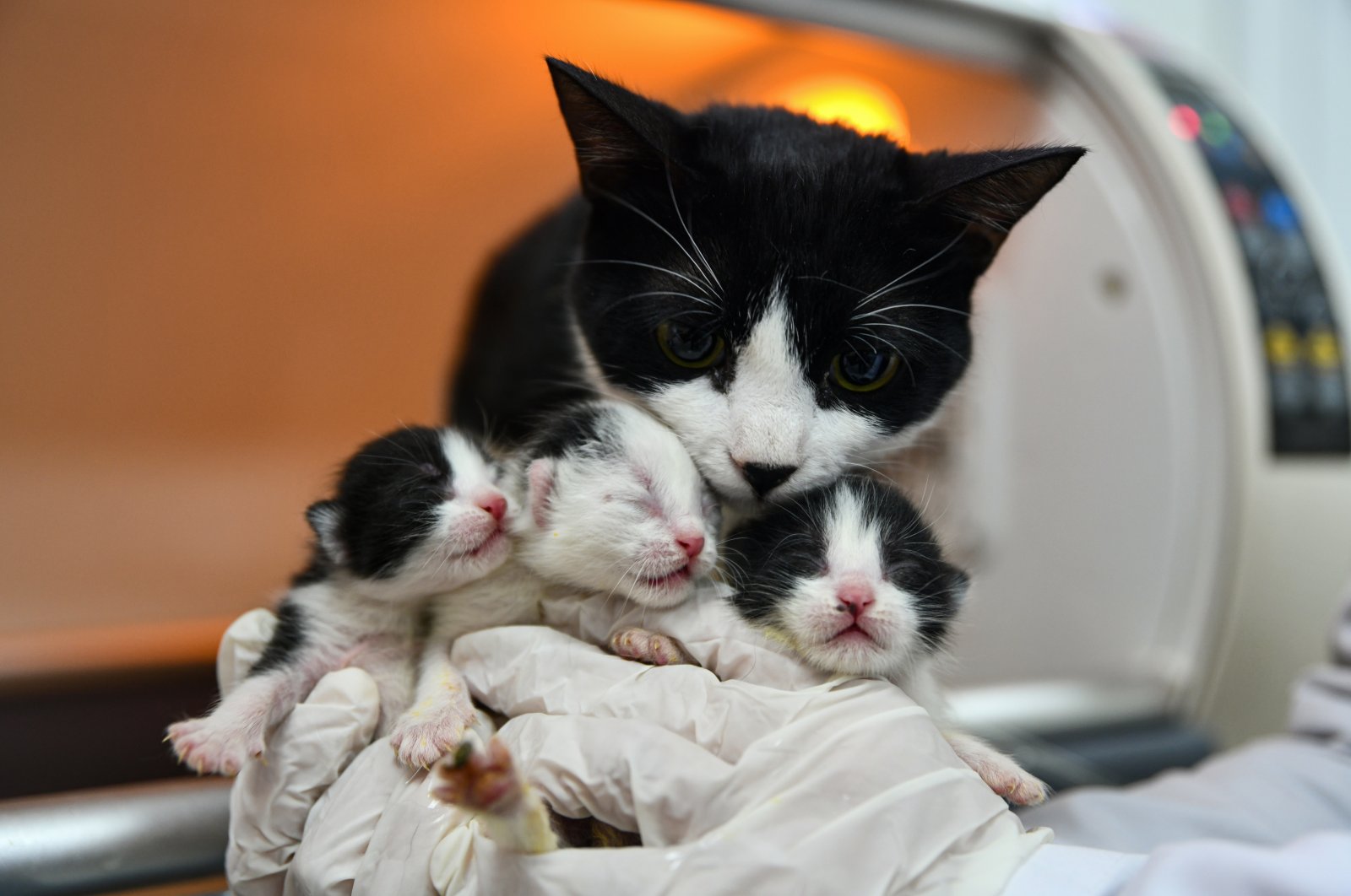 Veterinerët ribashkojnë macen e shpëtuar nga tërmeti në Turqi me kotelet e saj