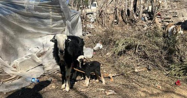 Lindi pak pas tragjedisë në Turqi, qingjit ia vënë emrin “Tërmet”