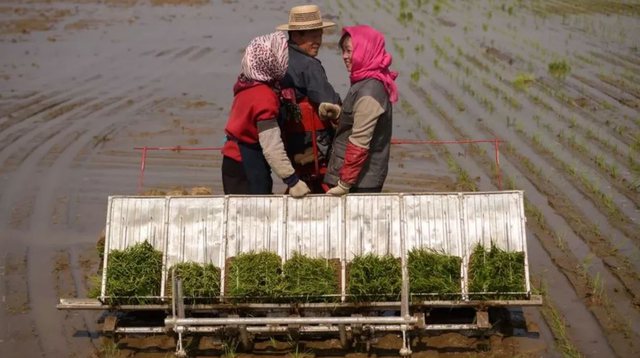 Koreja e Veriut në krizë për ushqim për shkak të izolimit