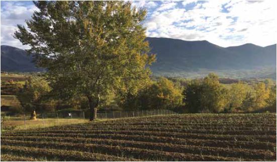 Bizneset dyfishojnë investimet në blerjen e tokave gjatë vitit 2021