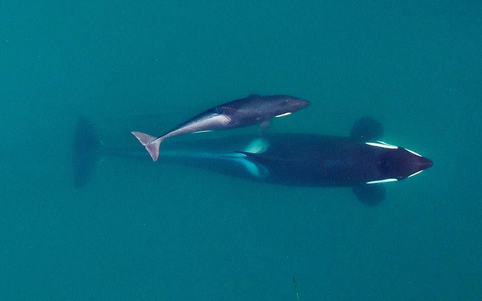 Balenat orka bëjnë “sakrifica të përjetshme” për pasardhësit e tyre meshkuj