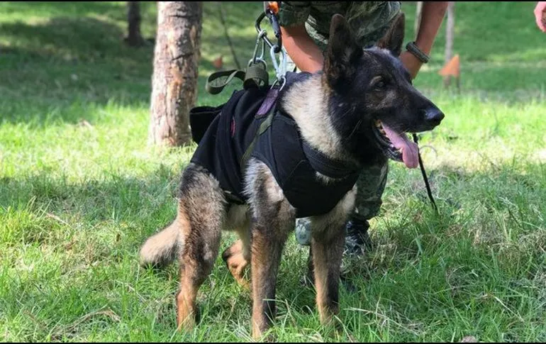 VIDEO/ Meksika nderon qenin shpëtimtar që ngordhi duke shpëtuar jetë në Turqi