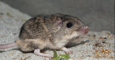 Ky mi është zyrtarisht më i vjetri në botë në moshën 9-vjeçare