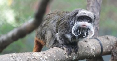 Dy majmunë “tamarin” të zhdukur gjenden në dollapin e një shtëpie të braktisur