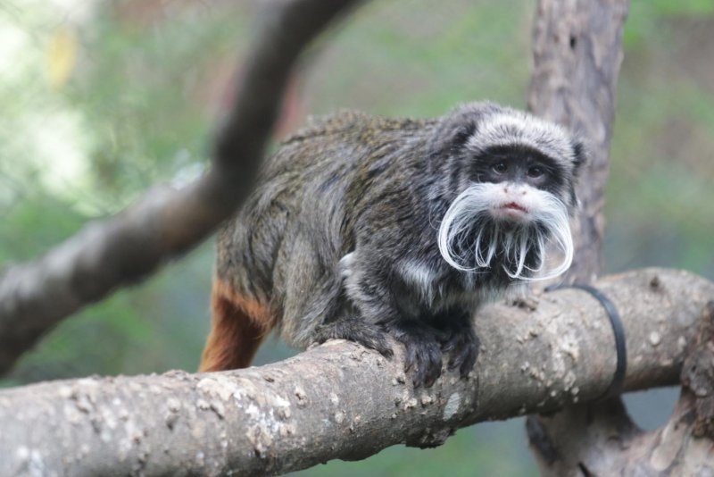 Dy majmunë “tamarin” të zhdukur gjenden në dollapin e një shtëpie të braktisur