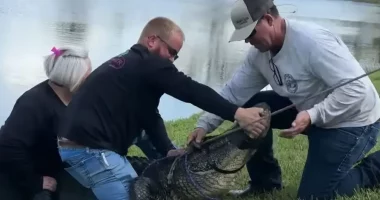 U përpoq të shpëtonte qenin, e moshuara vritet nga nje aligator