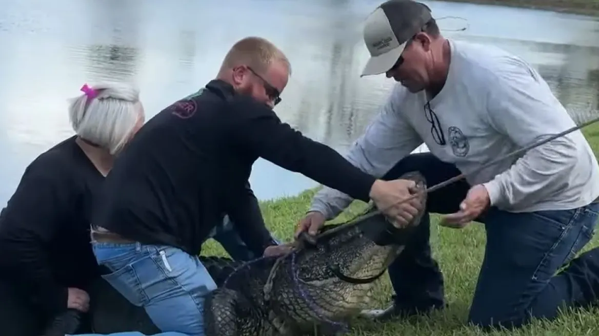 U përpoq të shpëtonte qenin, e moshuara vritet nga nje aligator