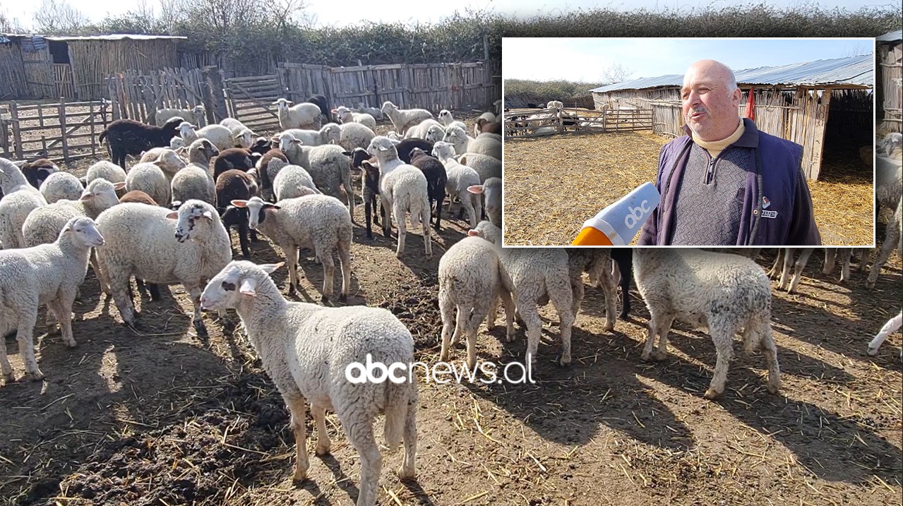 VIDEO/ “S’kam ç’e dua kurbetin”, historia e bariut që ëndërronte të bëhej avokat