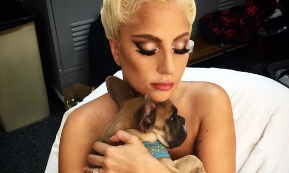 Mikesha e ngushtë ngre padi ndaj Lady Gaga, kërkon 1.5 milionë dollarë: Më ka vjedhur qentë