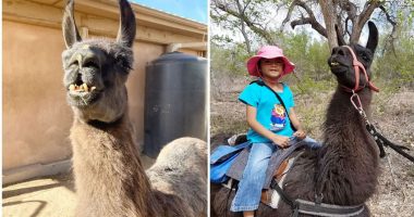 Lama 27-vjeçare shpallet më e vjetra në botë