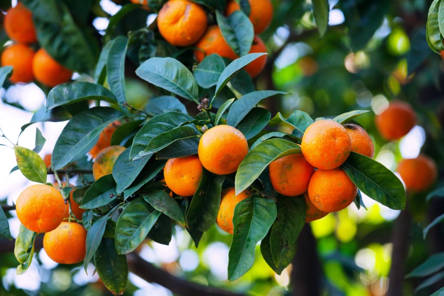 Pse duhet të konsumoni sa më shumë mandarina