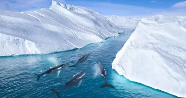 Studimi: Tingujt polarë që nuk janë dëgjuar kurrë më parë