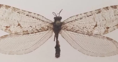 Zbulohet një insekt i rrallë i epokës Jurassic në SHBA