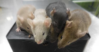 Shkencëtarët krijojnë minj nga dy baballarë biologjikë