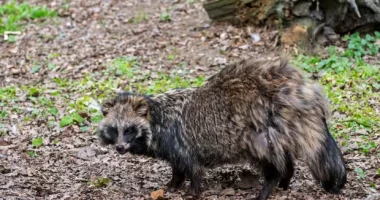 Raporti: Covid-19 e ka origjinën nga tregu i gjësë së gjallë në Wuhan