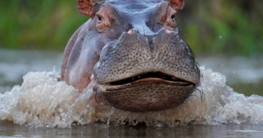 70 hipopotamët e Pablo Escobar do të dërgohen nga Kolumbia në kopshtet zoologjike të Indisë dhe Meksikës