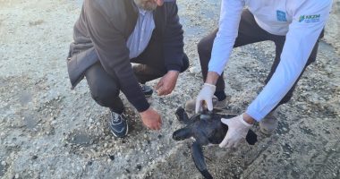 “Breshka Fluturuese”/ Gjendet specia e rrallë në Radhimë