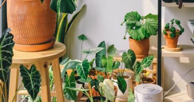 Bimët ‘qajnë’, studimi i ri tregon se ato lëshojnë tinguj me frekuencë të lartë kur priten