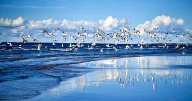 Zbulohet një sëmundje e re te shpendët e detit, shkaktohet nga plastika