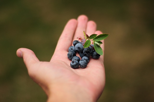 Shkencëtarët: Hani këtë frut çdo ditë për një jetë më të gjatë