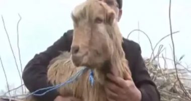 VIDEO/Tërmeti në Turqi, gjendet dhia e gjallë pas 47 ditësh nën rrënoja