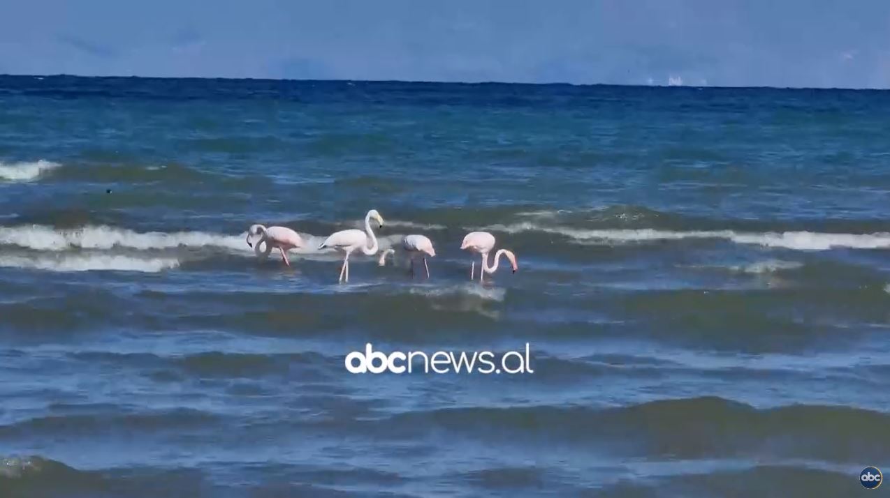 Flamingo në Pogradec/ Specialistët: Shpendët vijnë më herët prej temperaturave të larta