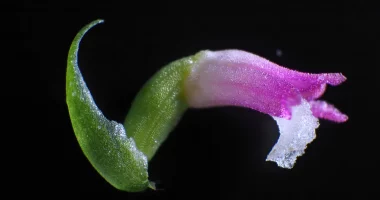 Zbulohet një specie e re orkide në Japoni, petalet e saj janë prej “qelqi”