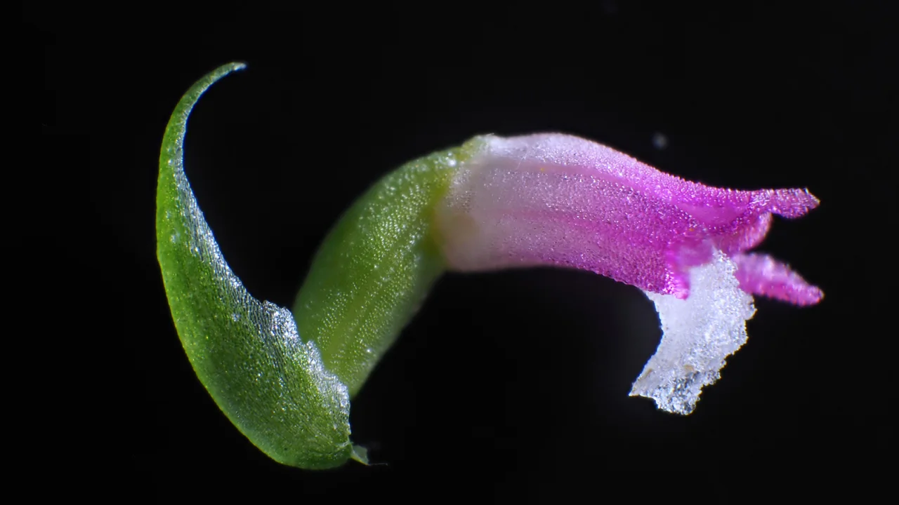 Zbulohet një specie e re orkide në Japoni, petalet e saj janë prej “qelqi”