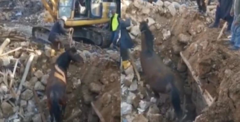VIDEO/Kali në Turqi nxirret i gjallë pas 24 ditësh nën rrënojat e ndërtesës