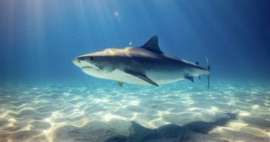 13-vjeçarja sulmohet nga peshkaqeni, i gjuan me grushta për të shpëtuar